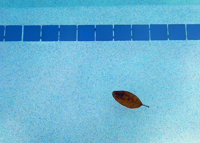 Leaf in Pool by Kim Manley Ort