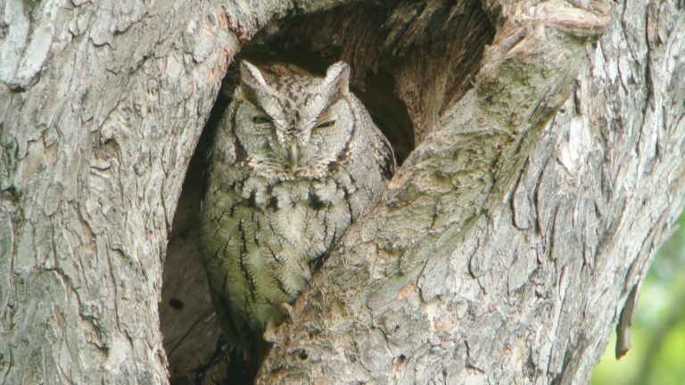 Eastern Screech Owl and Northern Goshawk: Two Poems
