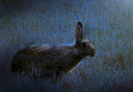 Rabbit in Moonlight