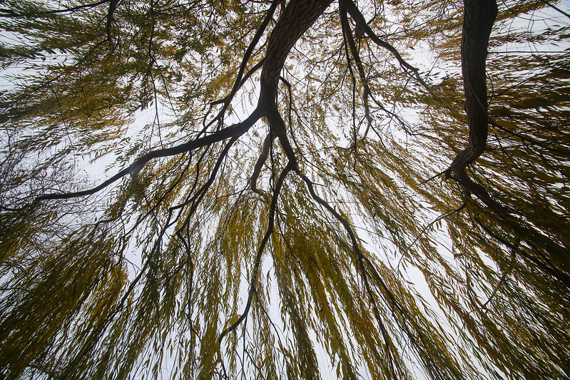 In the Weeping Willow Tree
