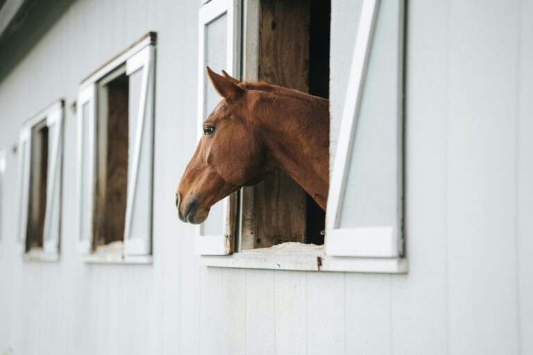 Broken Horses