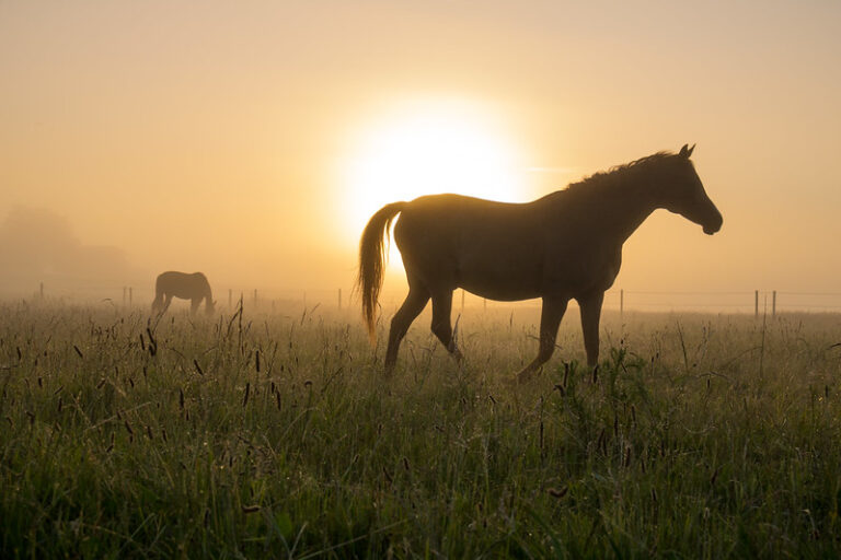 One Good Horse