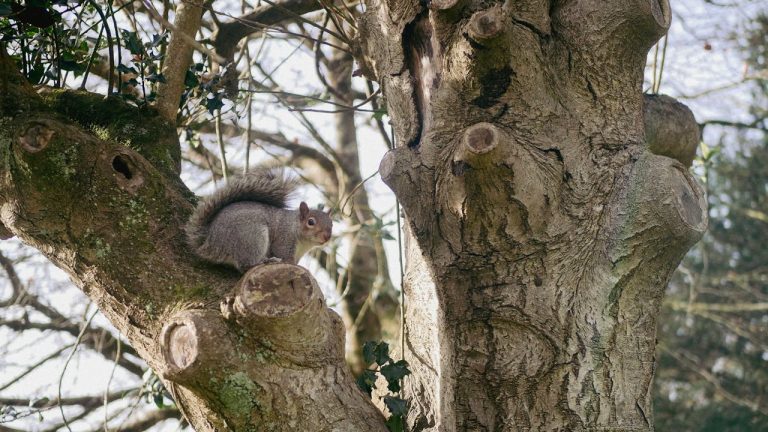 Twenty-Five Feet into the Sky