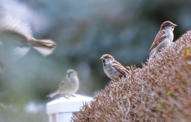 There Are Birds That Move Through Time