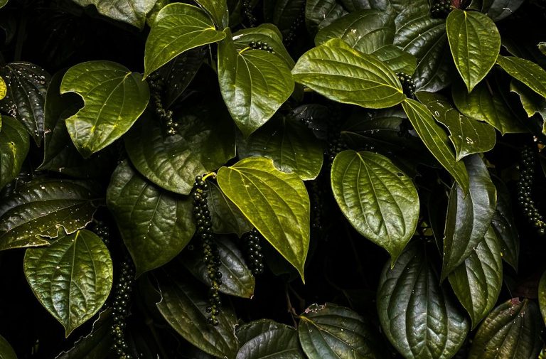 Paan Leaves