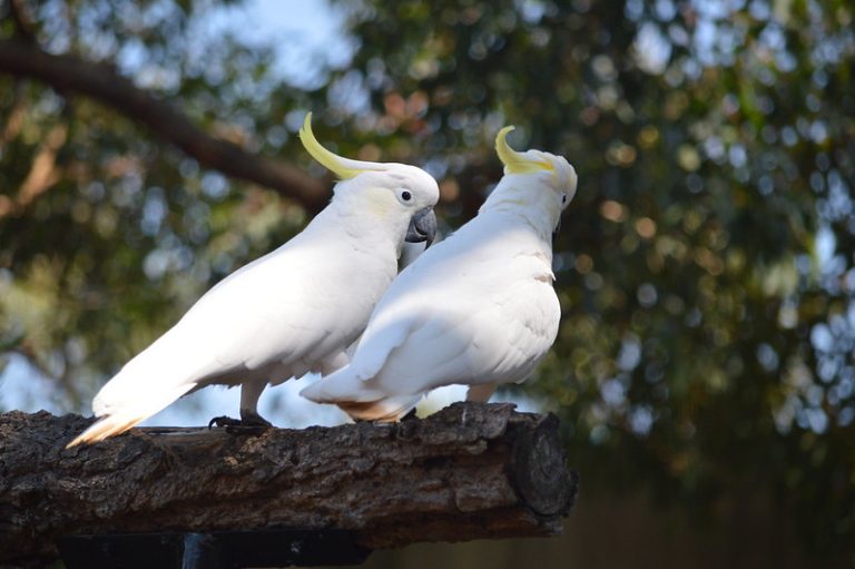 Ssamjanged for seven janams