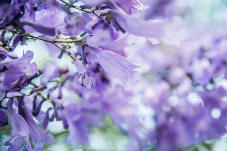 My Rose, My Fox, My Alien Probe