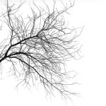 simple-elements-of-nature-michael-roberts_10