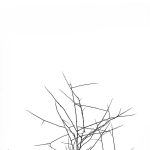 simple-elements-of-nature-michael-roberts_2