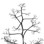 simple-elements-of-nature-michael-roberts_3