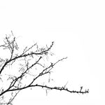 simple-elements-of-nature-michael-roberts_4