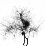 simple-elements-of-nature-michael-roberts_5