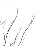 simple-elements-of-nature-michael-roberts_9