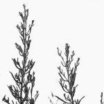 simple-elements-of-naure-michael-roberts_1