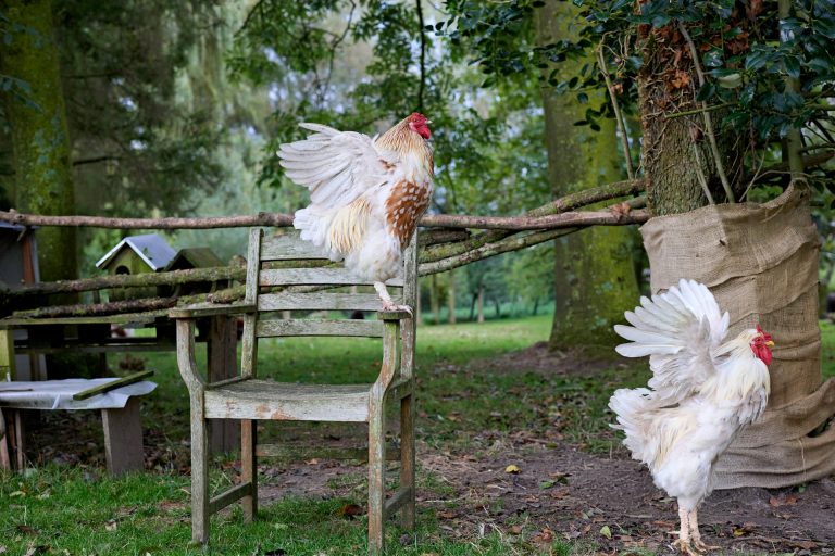 My Father and the Wolf